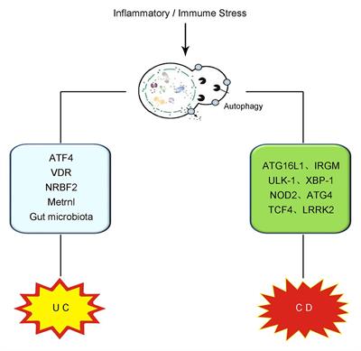 Frontiers The Role of Autophagy in Inflammatory Bowel Disease